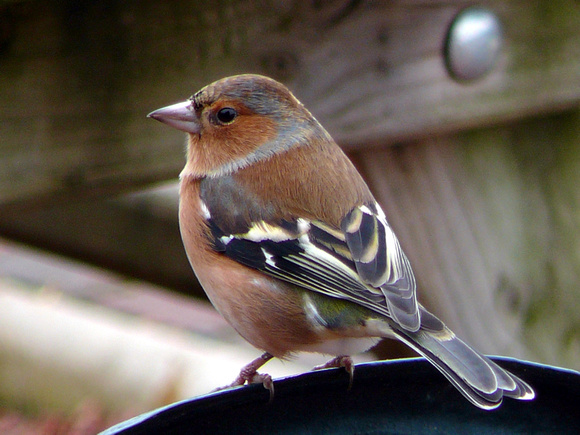 A closer view of the Chaffinch