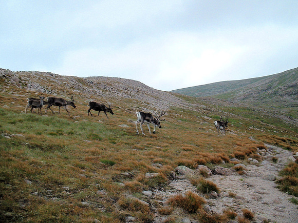 After summiting Ben Macdui, we headed down and came across some friendly reindeer.